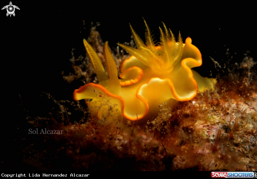 Yellow Nudibranch