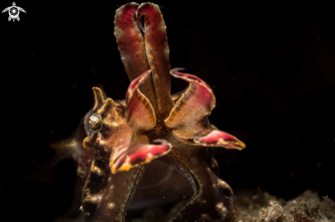 A Metasepia pfeffer | Flamboyant cuttlefish