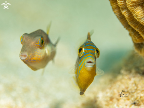 A Sharpnose Pufferfish / Queen Triggerfish