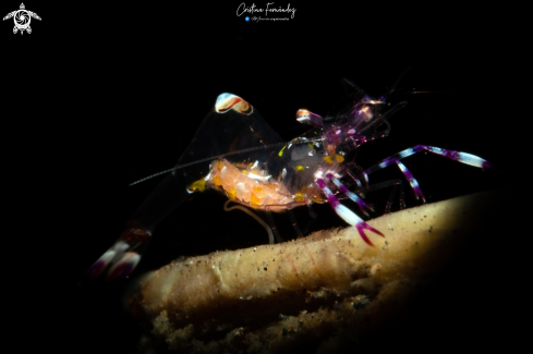 A Ancylomenes luteomaculatus  | Anemone shrimp 