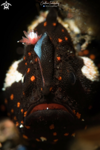 A Antennarius pictus  | Painted frogfish