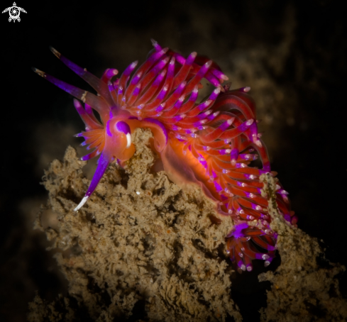 A Red Flabellina nudibranch