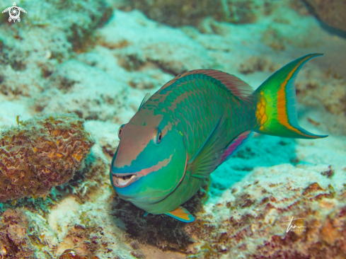 A Sparisoma viride | Stoplight Parrotfish