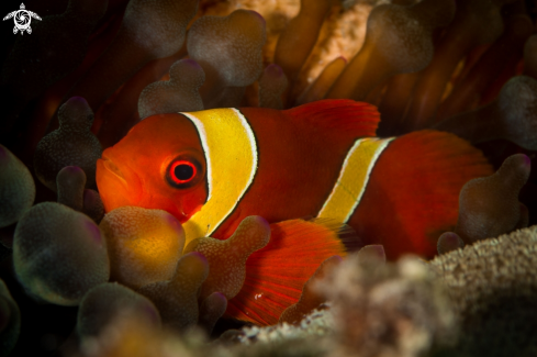 A Amphiprion ocellaris | Clown fish