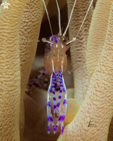 A Ancylomenes pedersoni | Pederson's cleaner shrimp