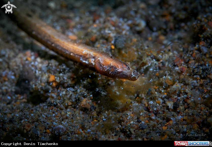 Trunk-barred pipefish 