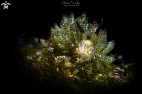 A Costasiella kuroshimae | Nudibranch