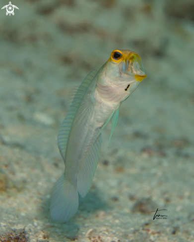A Opistognathus aurifrons | Yellowhead Jawfish