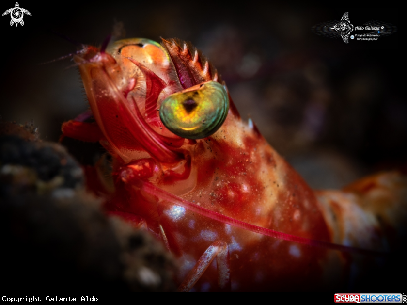 Shrimp Profile