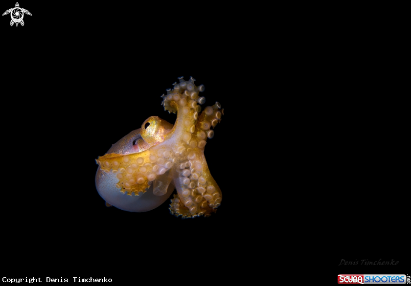 Juvenile Mototi blue ring-oscillate octopus.