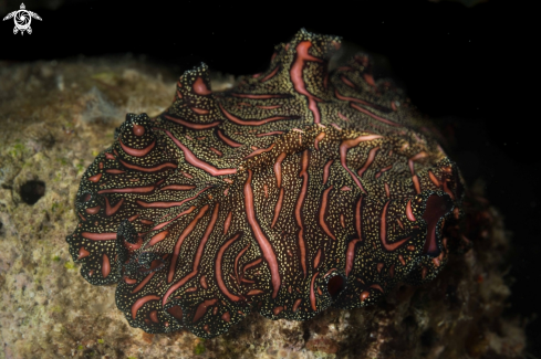 A Pseudobiceros bedfordi | Persian Carpet marine flatworm