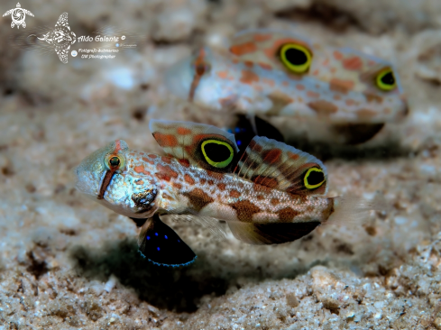 A Signigobius biocellatus Hoese & Allen, 1977 | Twinspot Goby - Signal Goby