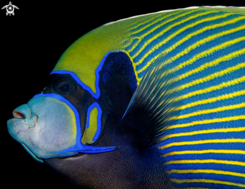 A Pomacanthus imperator (Bloch, 1787)  | Emperor Angelfish