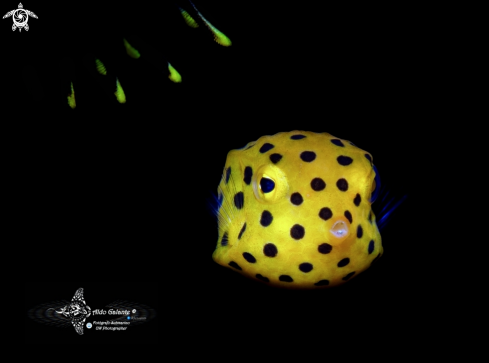 A Ostracion cubicum (Linnaeus, 1758)  | Yellow Boxfish Juvenil