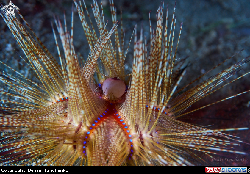 Radient sea urchin 