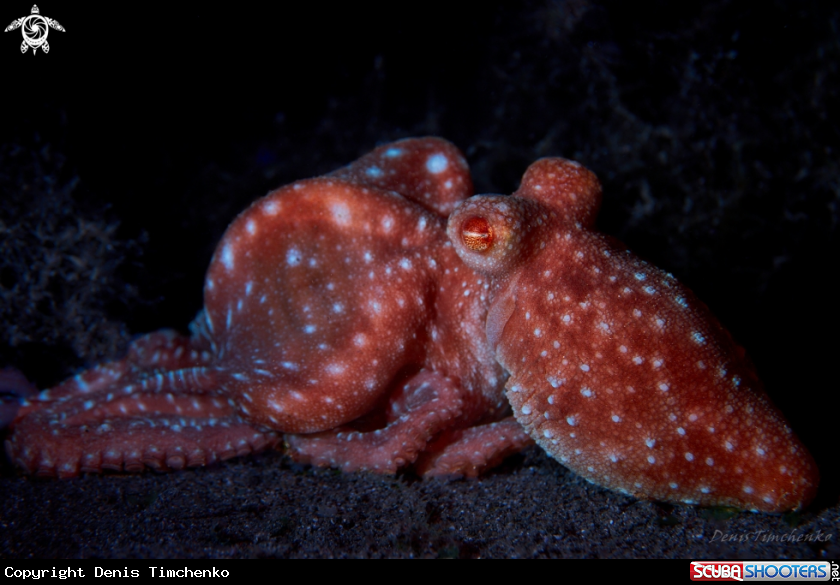 Starry night octopus 