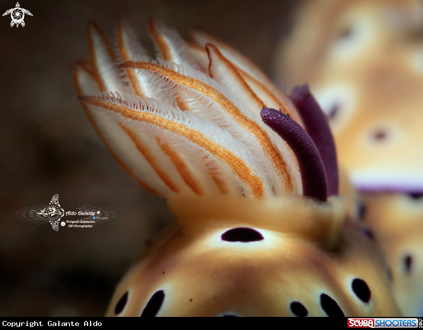 Nudibranch Laying Eggs