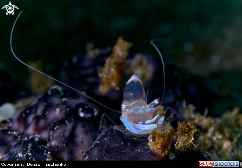 Magnificent anemone shrimp 