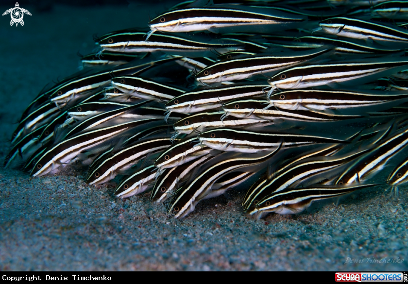 Striped eel catfish 