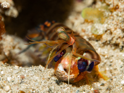 A Neogonodactylus curacaoensis | Mantis shrimp