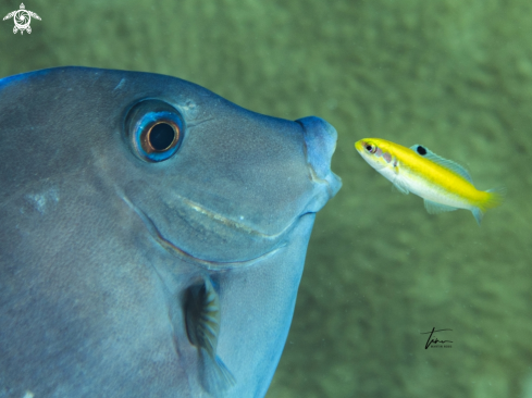 A Acanthurus coeruleus / juv. Thalassoma bifasciatum | Blue tang surgeonfish / juv. Blueheaded wrasse