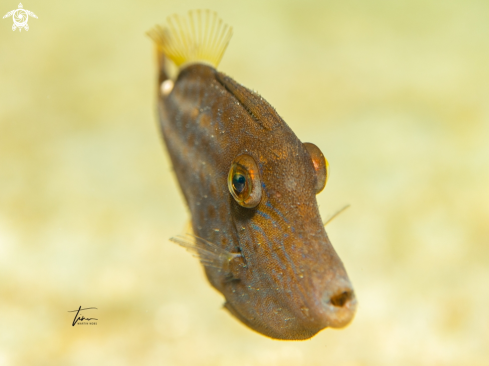 A Cantherines pullus | Orange spotted filefish