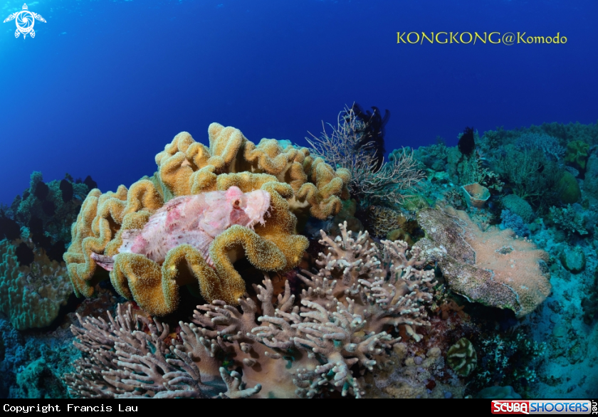 A Papuan Scropionfish