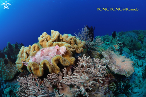 Papuan Scropionfish