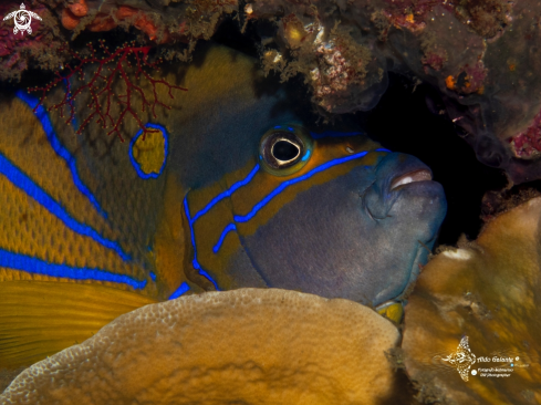 A Pomacanthus annularis (Bloch, 1787) | Bluering Angelfish