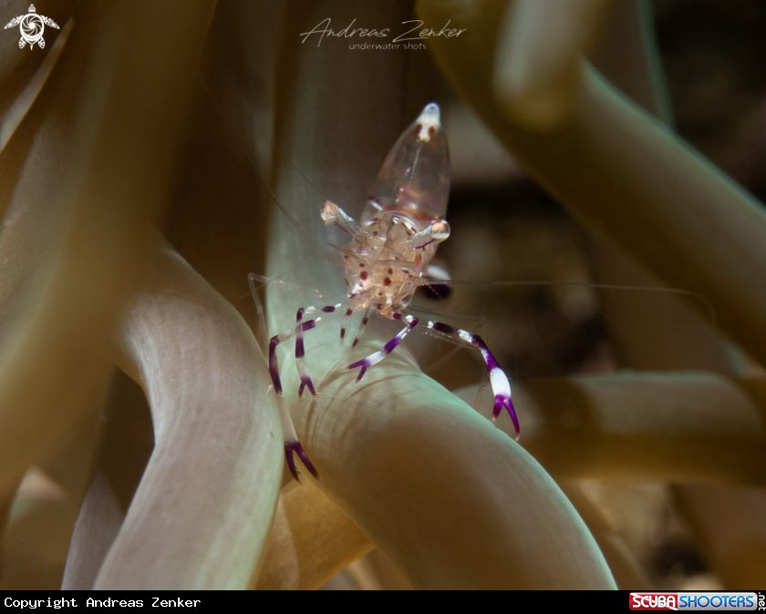 A Holthuis Cleaner Shrimp