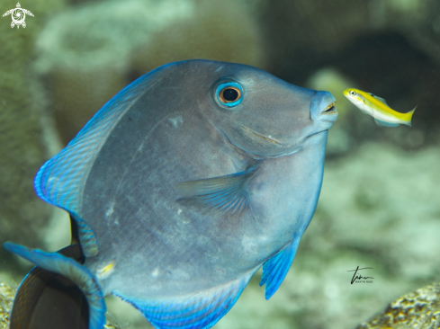 A Acanthurus coeruleus | Blue tang surgeonfish