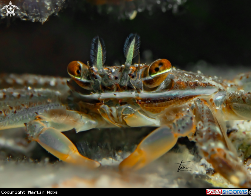 A Nimble spray crab