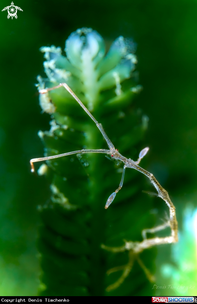 Tetragonal skeleton shrimp 