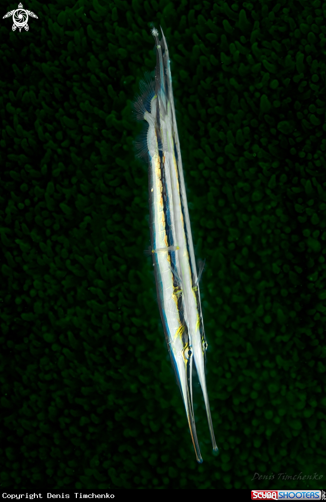 Razorfish 