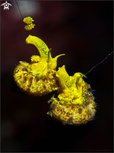 A Epitonium billeeanum  | Golden wendletrap snail