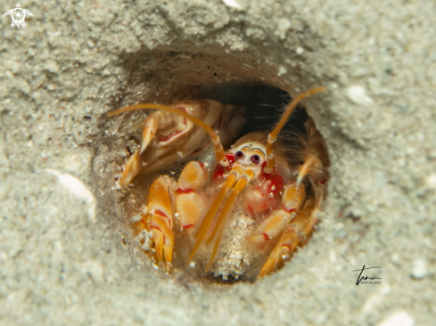 A Corallianassa longiventris | Ghost shrimp
