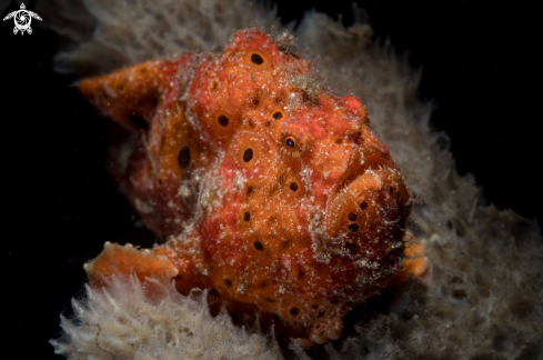 A Antennarius pictus | Painted Frogfish
