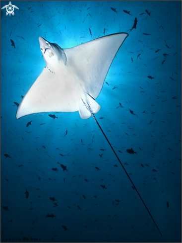 A Spotted eagle ray