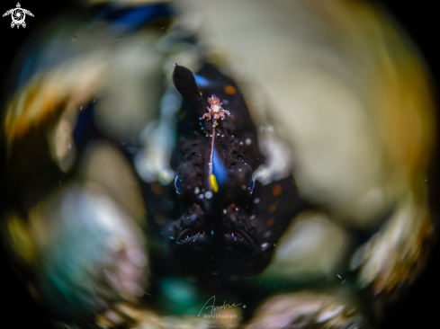 A Antennarius pictus | Frogfish