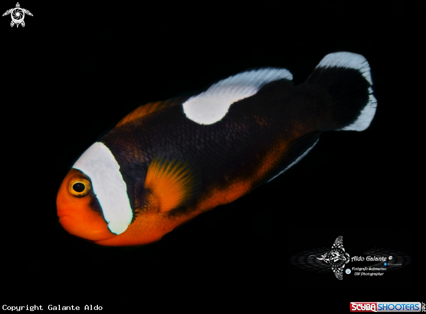 A Saddleback Clownfish