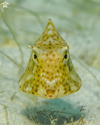 A Acanthostracion polygonius | juv. Honeycomb Cowfish