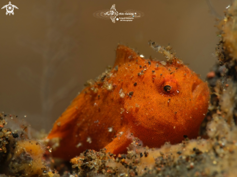 A Nudiantennarius subteres (Smith & Radcliffe, 1912) | Ocellated Frogfish