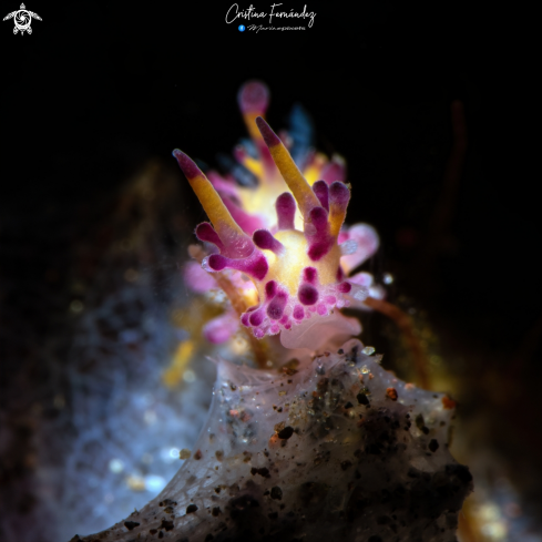 A Aegires villosus  | Nudibranch
