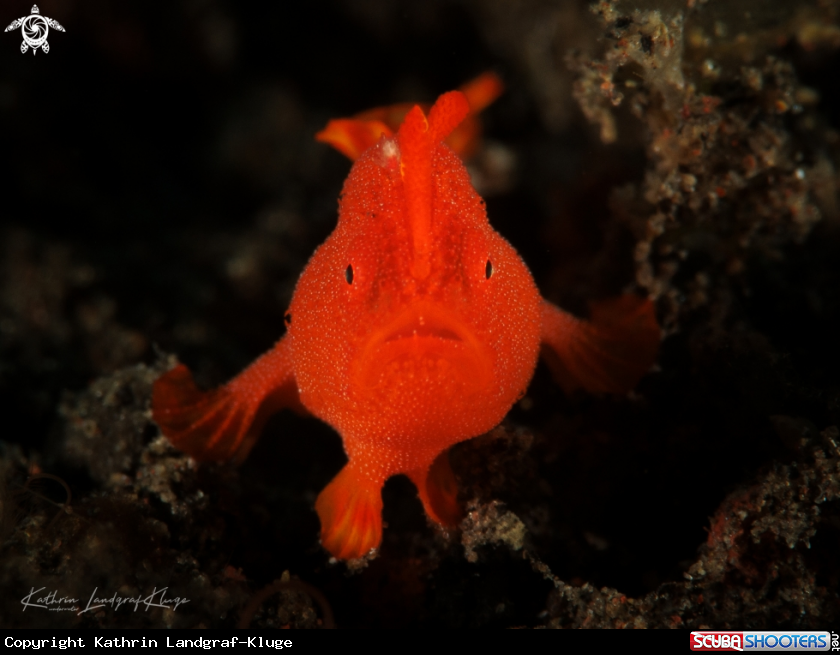 A Juvenile Painted Frogfish 