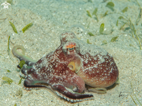 A Amphioctopus burryi | Brownstriped Octopus