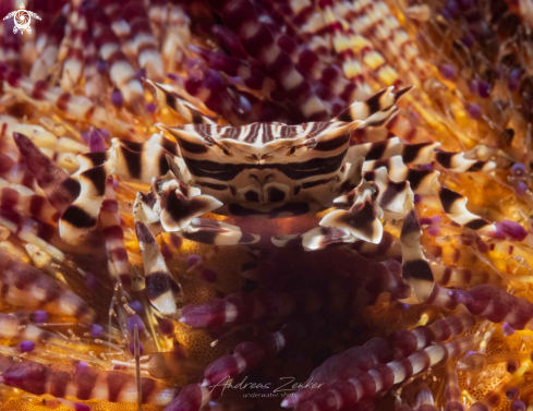 A Zebrida adamsii | Zebra urchin crab