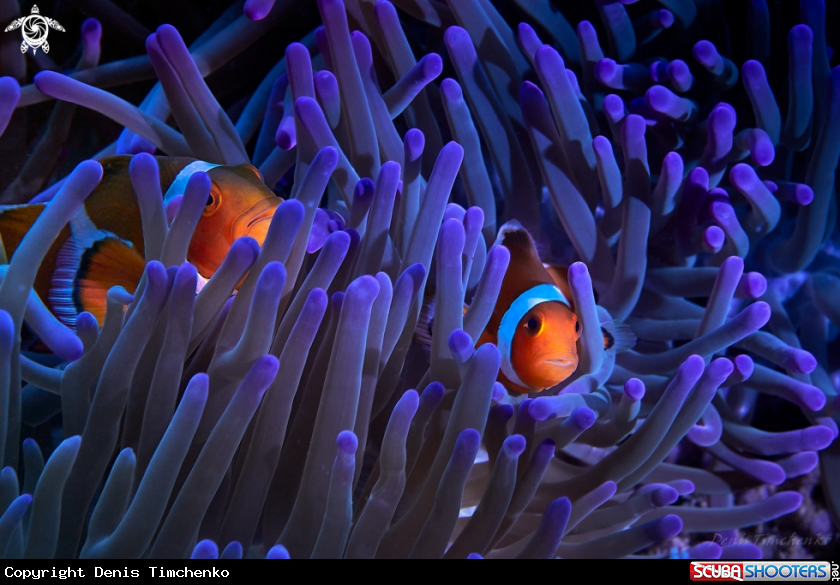 Clown anemone fish 2