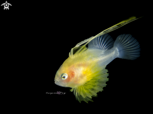 A Diploprion bifasciatum | Soap fish