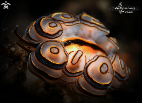 A Doto greenamyeri (Shipman & Gosliner, 2015) | Doto Sea Slug