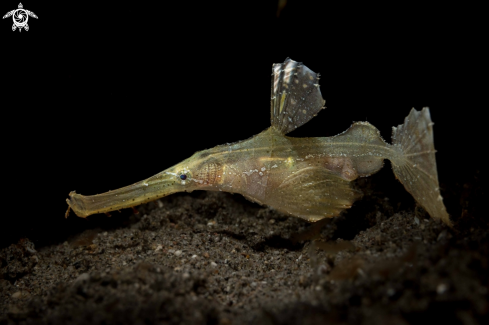A Solenostomus cyanopterus | Robust Ghost Pipefish